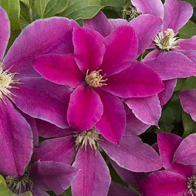 Clematis 'Acropolis'