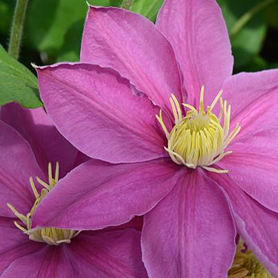 Clematis 'Alaina'
