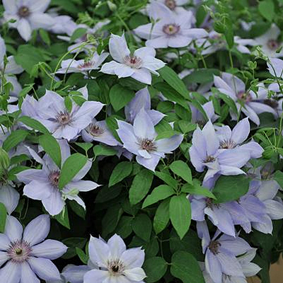 Clematis 'Bernadine'