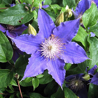 Clematis 'Bijou'