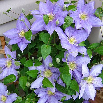Clematis 'Cezanne'