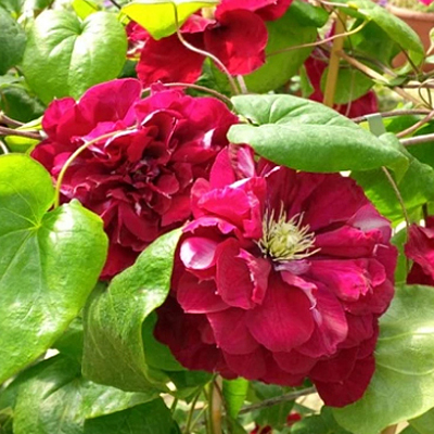 Clematis 'Charmaine'