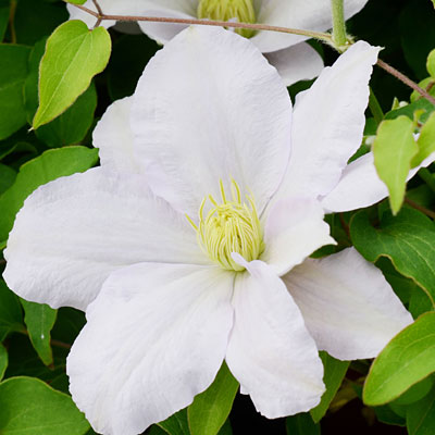 Clematis 'Chelsea'