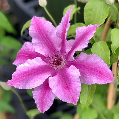Clematis 'Boulevard Cherokee'