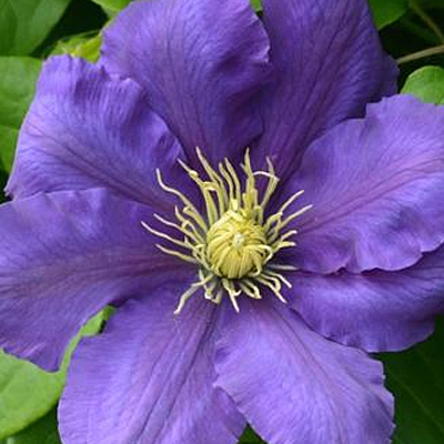 Clematis 'Chevalier'