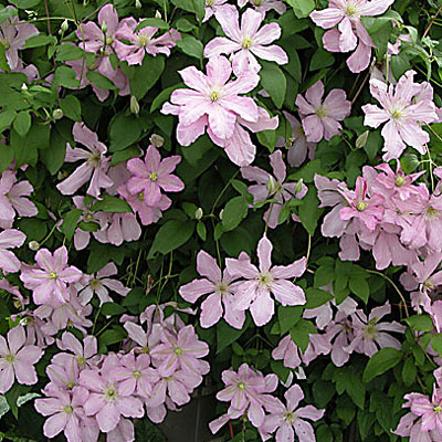 Clematis 'Comtesse de Bouchard'