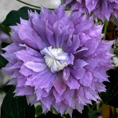 Clematis 'Diamantina'
