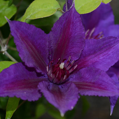 Clematis 'Edda'
