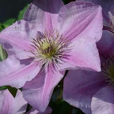 Clematis 'Endellion'