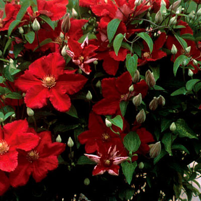 Clematis 'Ernest Markham'