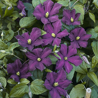 Clematis v. 'Etoile Violette'
