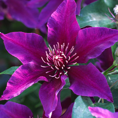 Clematis 'Fleuri'