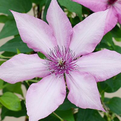 Clematis 'Giselle'