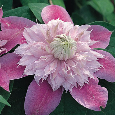Clematis 'Josephine'
