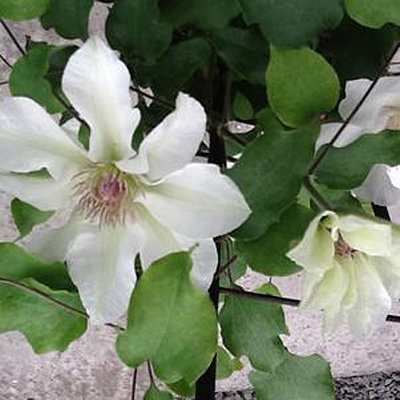 Clematis 'Kitty'