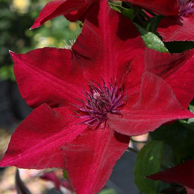Clematis 'Boulevard Nubia'