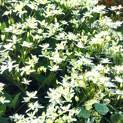 Clematis paniculata