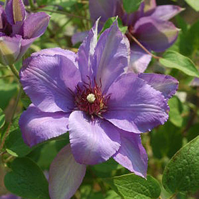 Clematis 'Parisienne'