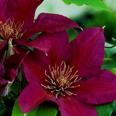 Clematis 'Picardy'