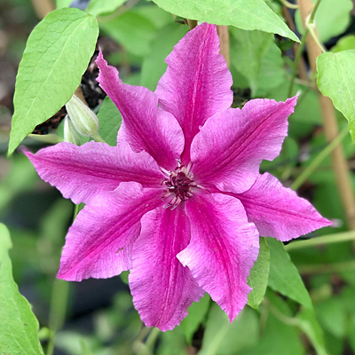 Clematis 'Piilu'