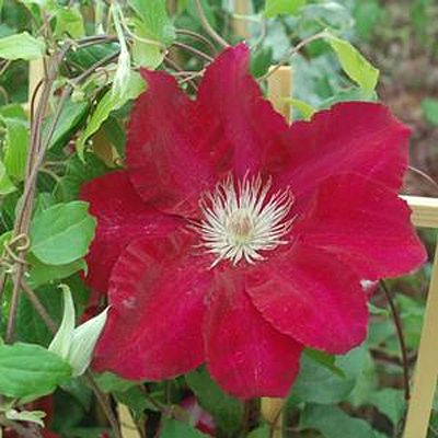 Clematis 'Rebecca'