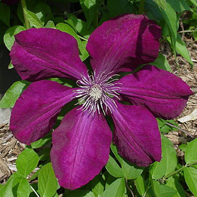 Clematis 'Rouge Cardinal'