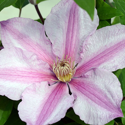 Clematis 'Sally'
