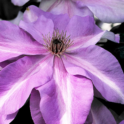 Clematis 'Shimmer'