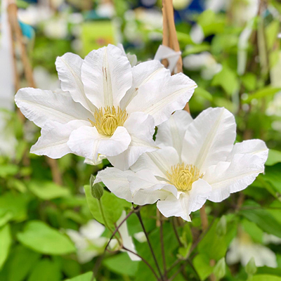 Clematis 'Toki'