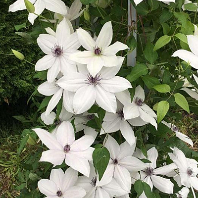 Clematis 'Tsukiko'