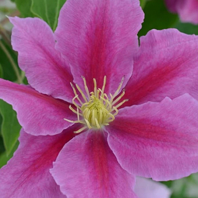 Clematis 'Vicki'