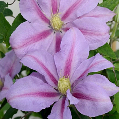 Clematis 'Volunteer'
