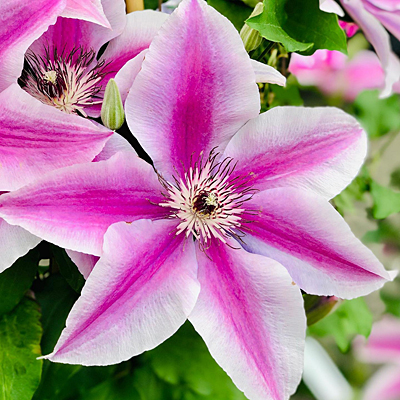 Clematis 'Yuan'