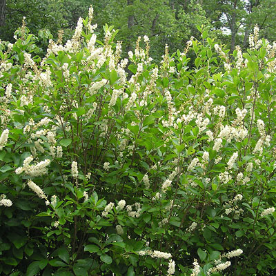 Clethra alnifolia