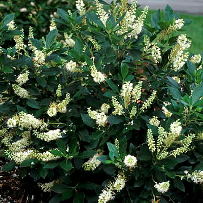 Clethra a. 'Hummingbird'