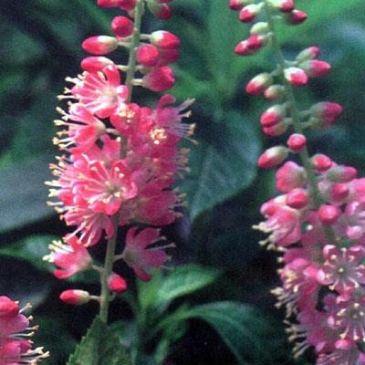 Clethra a. 'Ruby Spice'