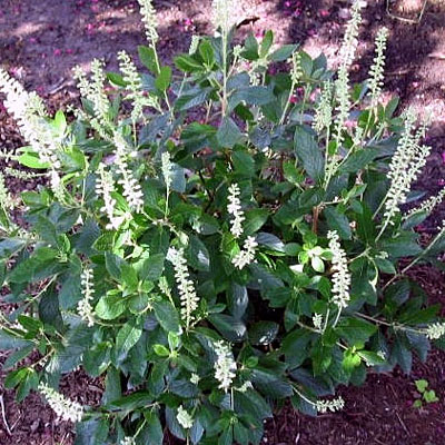 Clethra a. 'Sixteen Candles'