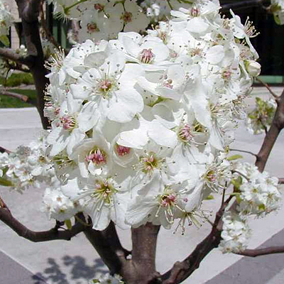 Pyrus c. 'Cleveland Select'