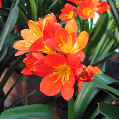 Clivia