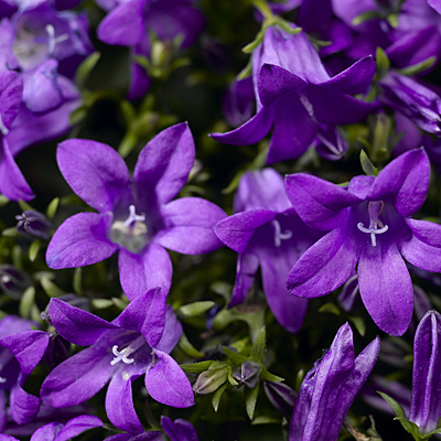 Campanula x 'Clockwise Deep Blue'