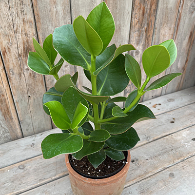Clusia rosea 'Princess'