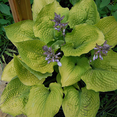 Hosta 'Coast to Coast'