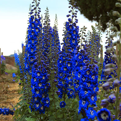 Delphinium e. 'Cobalt Dreams'