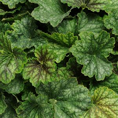 Heuchera x 'Carnival Cocoa Mint'