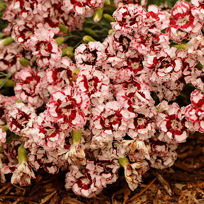Dianthus x 'Coconut Punch'