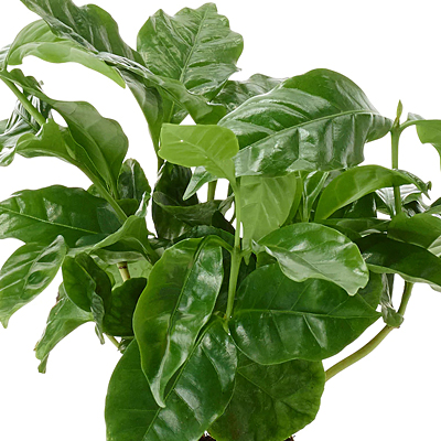 Coffea arabica