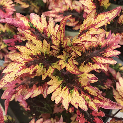 Coleus 'Under the Sea Barracuda'