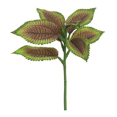 Coleus Leaf Spray - Brown Green