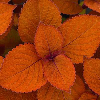 Coleus 'Campfire'