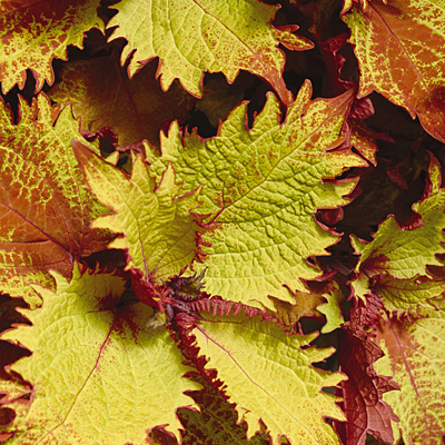 Coleus 'Henna'